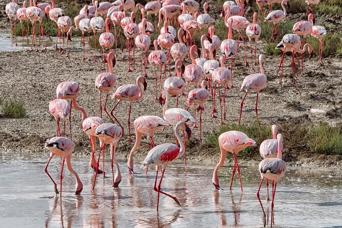 4 Day Etosha and Swakopmund Lodging - Pickup and Start Information