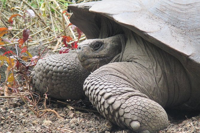 4-Day Galapagos Island Hopping Tour in Santa Cruz - Frequently Asked Questions