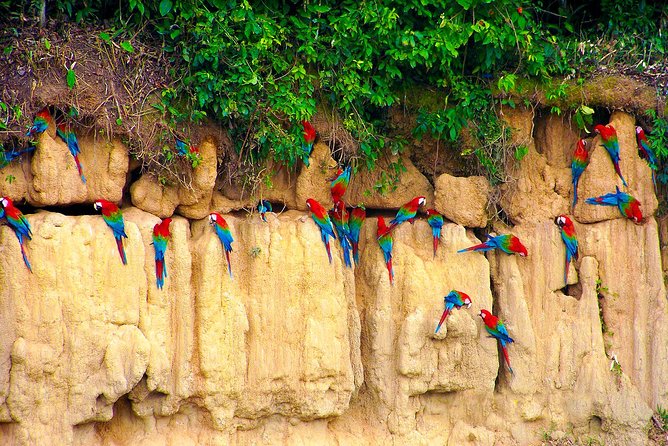 4 Day Manu Bird Watchers Paradise - Group Service - Booking Process