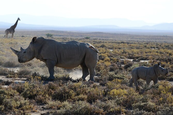 4 Day Safari Northern Circuit in Lake Natron From Zanzibar - Pickup Logistics and Details