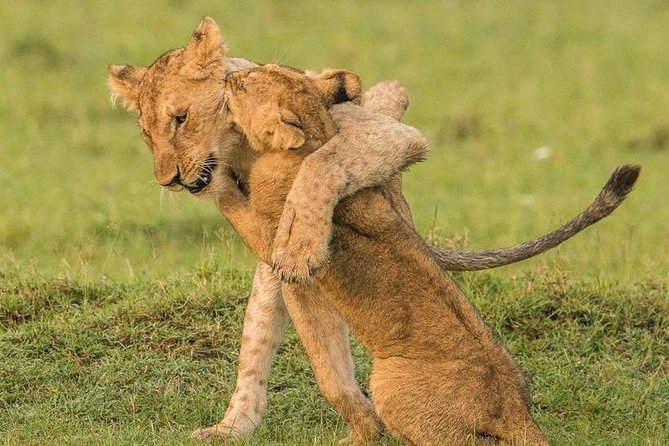 4 Days 3 Nights Serengeti National Park Tanzania Safari - Booking Information