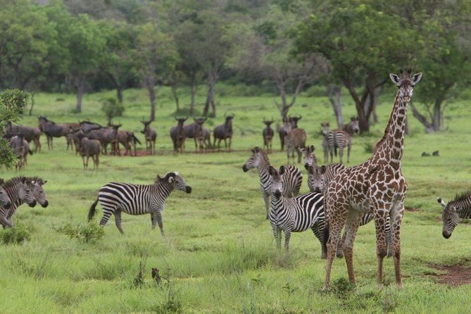 4 Days Aberdare, Lake Nakuru, Lake Naivasha Safari (Minimum 2 Persons) - Group Size and Minimum Travelers