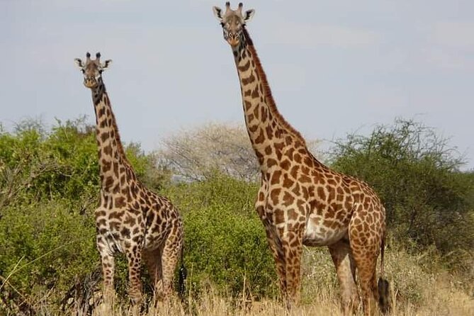 4 Days Best of Kenya Safaris From Watamu - Day 3: Amboseli National Park