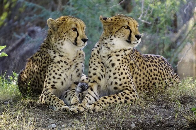 4 Days Budget Mid Range Safari Tour Tanzania - Accessibility Details