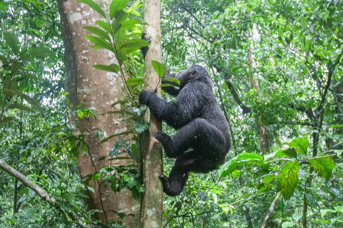 4 Days Gorilla Private Trekking in Bwindi National Park - Tour Itinerary