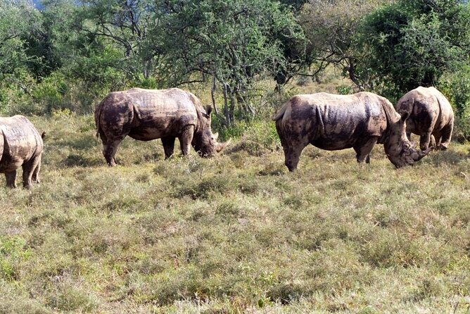 4 Days Great of Maasai Mara Lake Nakuru Joining Safari - Wildlife Sightings