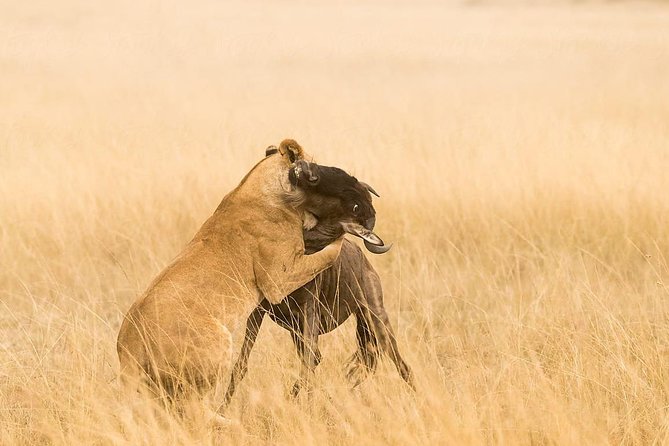 4 Days Great Wildebeest Migration Safari Maasai Mara 2020 - Safari Highlights
