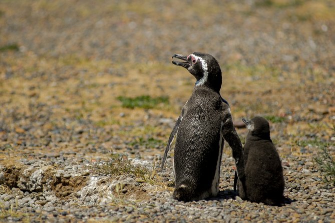 4 Days in Peninsula Valdes - Whales, Penguins & Sea Lions Watching - Transportation Information
