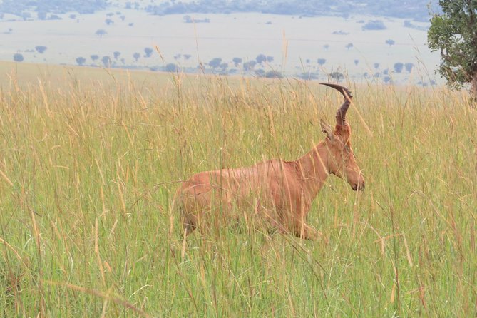 4 Days Kidepo National Park Tour - Accommodation Details
