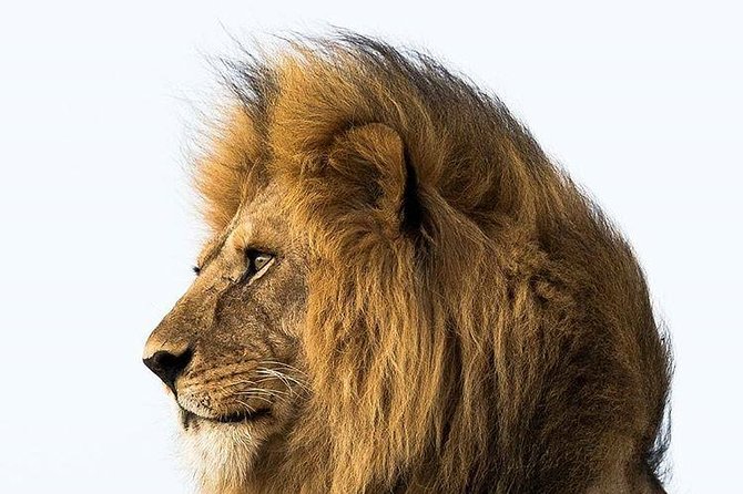 4 Days Lake Manyara, Serengeti and Ngorongoro Crater