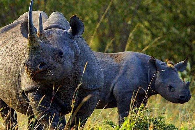 4 Days Maasai Mara and Lake Nakuru Budget Safari in Kenya - Booking and Cancellation Policy