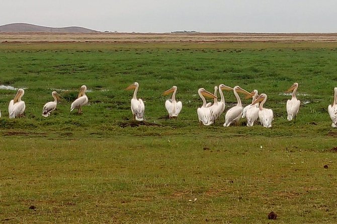 4 Days Maasai Mara (Migration) – Lake Nakuru (Flamingoes) Safari