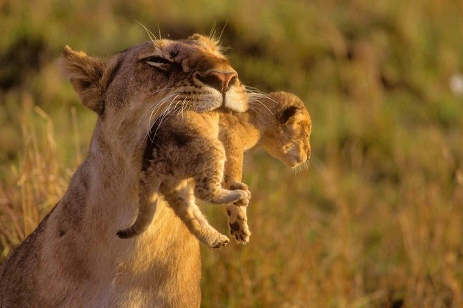 4 Days Masai Mara Lodge Safari on 4x4 Land Cruiser Jeep - Park Entrance Fees