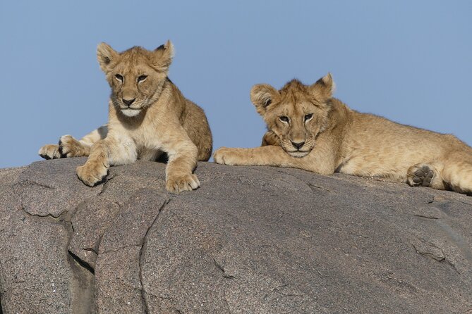 4 Days Mid Range Safari to Serengeti and Ngorongoro Crater - Wildlife Sightings Highlights
