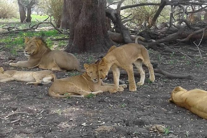 4 Days Mikumi National Park & Udzungwa From Dar Es Salaam / Zanzibar - Directions