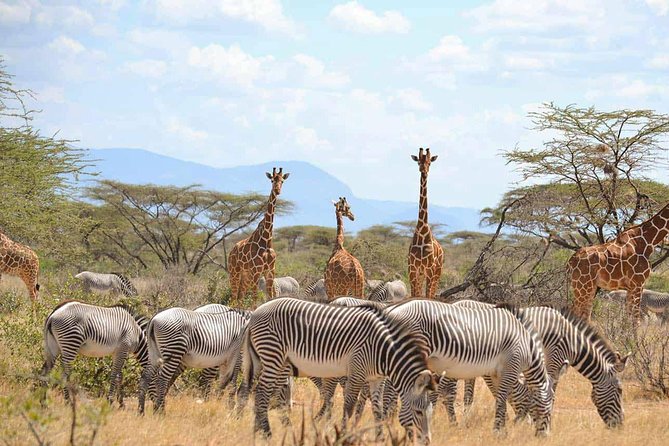 4 Days Ol Pejeta & Samburu National Reserve Safari - Booking and Pricing Details