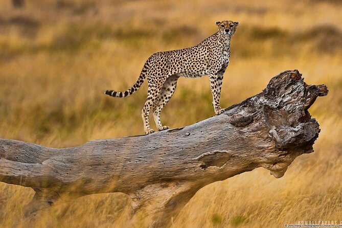 4 Days Private Guided Tour to Serengeti and Ngorongoro & Safari - Visa Assistance
