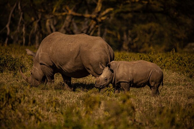 4 Days Private Tour in Lake Nakuru and Maasai Mara Safari - Important Information