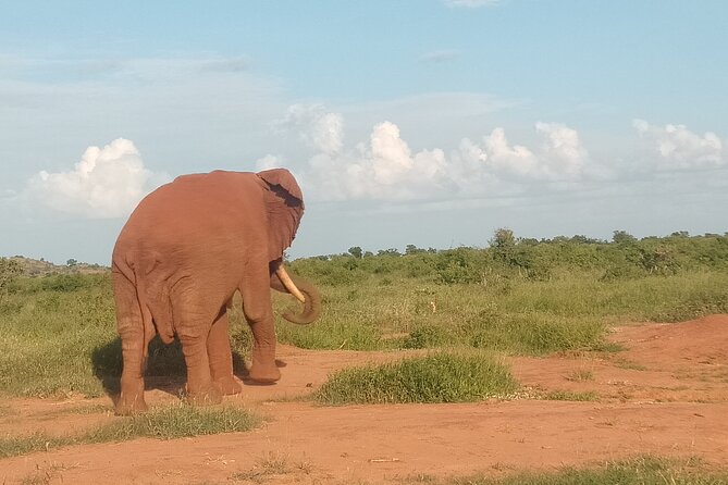 4 Days Safari Amboseli, Tsavo West and Tsavo East - Pickup Logistics and Schedule