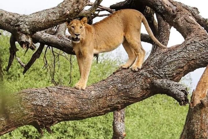 4 Days Safari Experience: Nairobi Park, City Trip And Diani Beach - Final Steps to Secure Your Safari