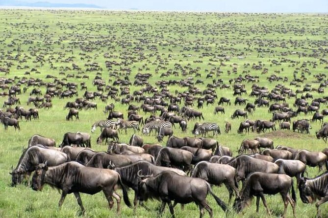 4 Days Safari Tour Masaai Mara And Lake Nakuru. - Optional Activities and Excursions