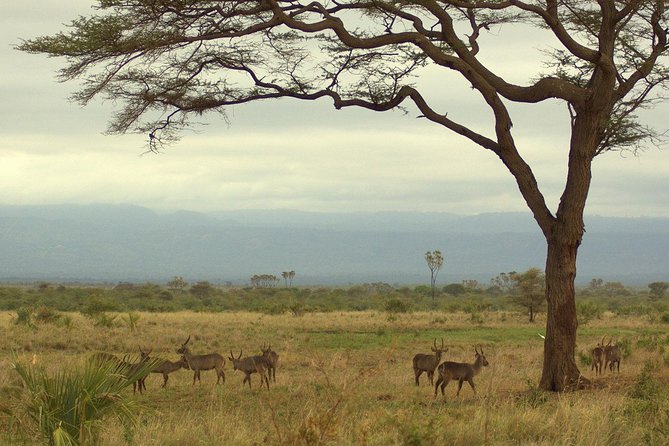 4 Days Samburu and Meru National Reserve