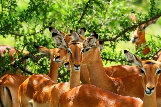 4 Days Samburu Game Reserve & Aberdare National Park-Mid Range - Transportation Logistics