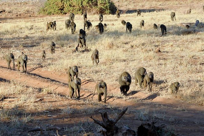 4 Days Samburu , L. Nakuru & L. Bogoria Safari Package (Minimum 2 Pax) - Day 3: Lake Bogoria