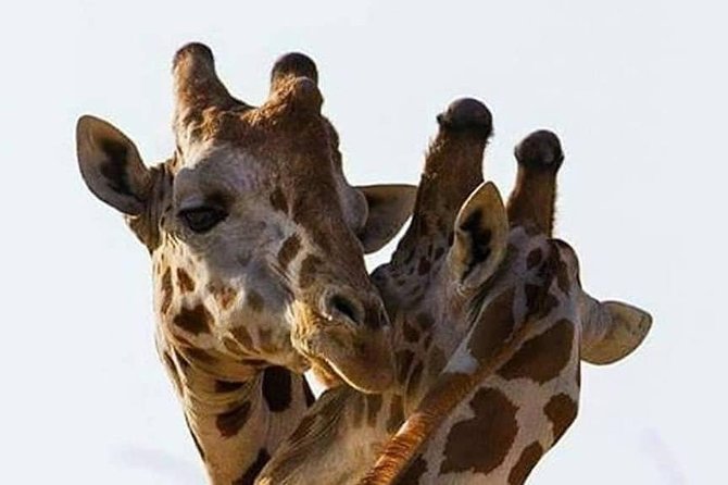 4 Days Tanzania Lodge Safaris - Health and Accessibility Considerations