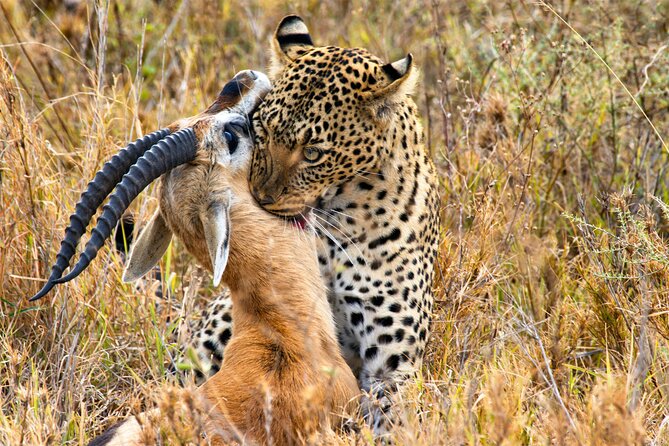 4 Days Tanzania Wildlife, Materuni Waterfalls and Chemka Hot-Spring &Coffee Tour - Full Refund if Canceled 24 Hours Before