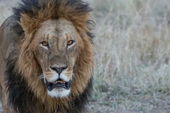 4 Days – Tarangire, Serengeti, Ngorongoro Crater - The Sum Up