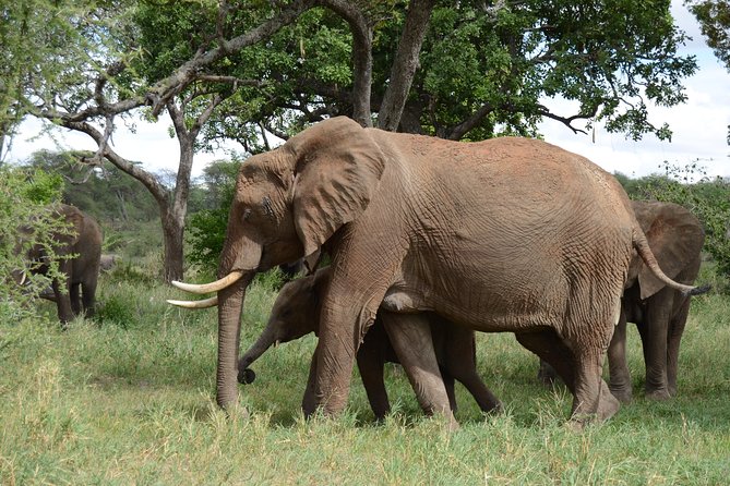 4 Days Tarangire ,Serengeti &Ngorongoro Crater Group Tour - Pickup and Accessibility