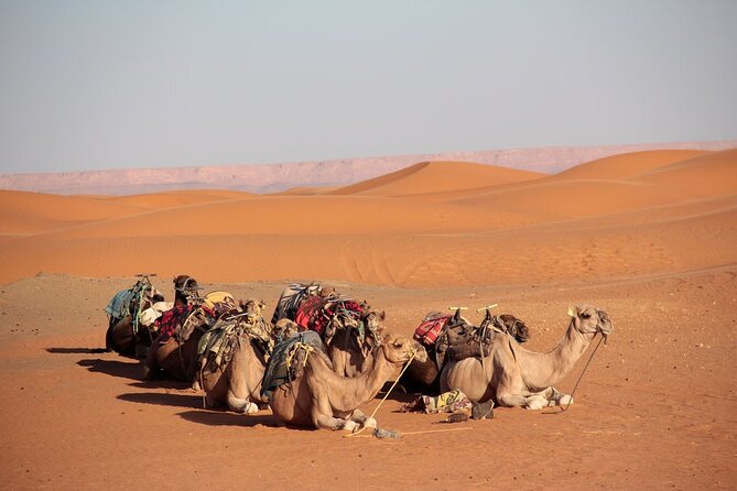 4 Days Tour From Casablanca to Zagora Sahara Desert - Terms and Conditions