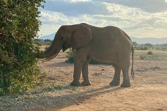 4-Days Tsavo East Tsavo West Amboseli Parks Safari From Nairobi - Wildlife Viewing Opportunities