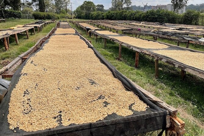 4-Hour Private Coffee Farm Tour In Nairobi - Inclusions