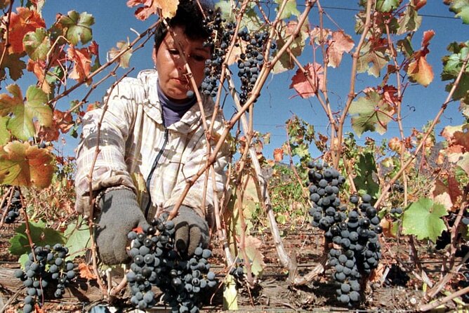 4 Hour Santa Rita Winery All Inclusive Tour for Wine Lover - Pickup and Transportation
