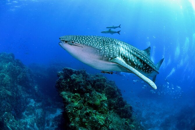 4 Hours Search & Swim With Sharks Adrenaline Swim - Price