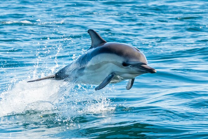 4 Hours Snorkeling With Dolphins by Private Speed Boat - Hurghada - Operator Information