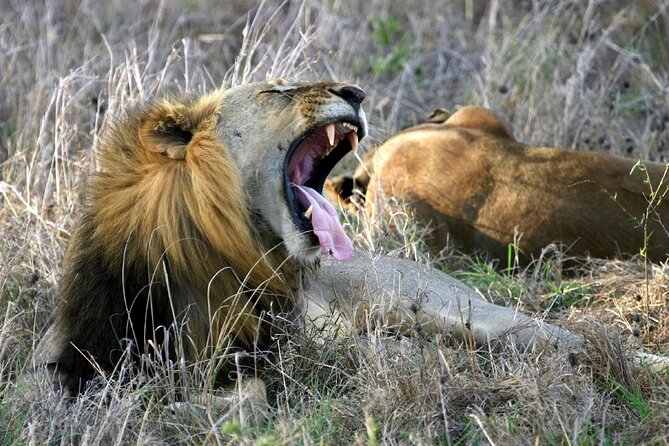5 Day Classic Lodge Tanzania Wildlife Safari Tour