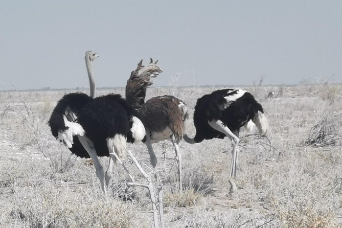 5 Day Etosha National Park Private Guided Safari Tour - Safari Highlights