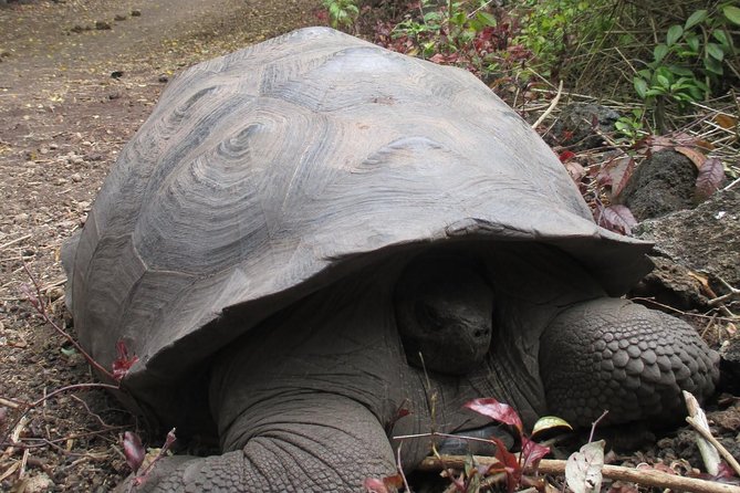 5-Day Galapagos Hotel-based Tour in San Cristobal Island - Meal Options