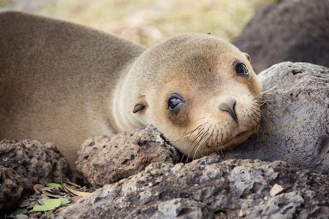 5-Day Galapagos Island Hopping Tour: 3 Islands Experience - Transportation Details
