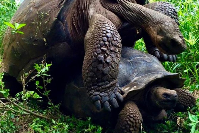5-Day Galapagos Multisport Tour -Snorkel, Kayak & Hikes - Santa Cruz & Isabela - Accommodation Details