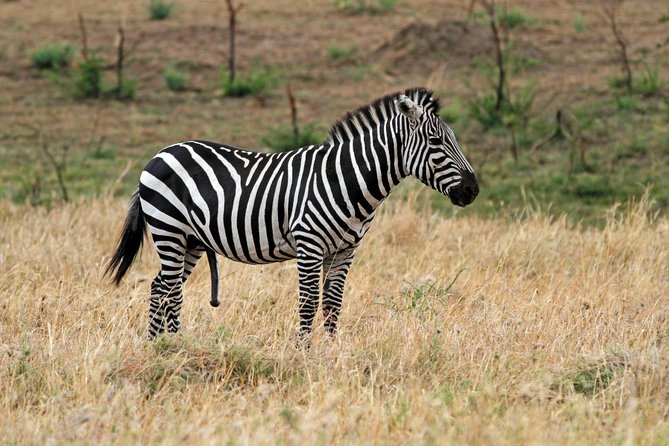 5-Day Lodge Safari Tanzania Tour - Safari Activities
