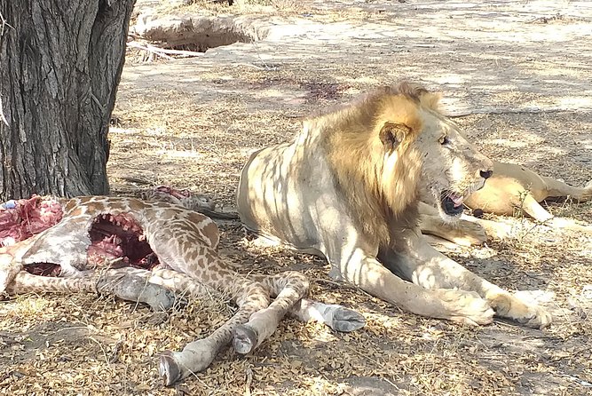 5 Day Nature Experience Mikumi and Ruaha + Ismila Stone Age+Maasai Culture - The Sum Up
