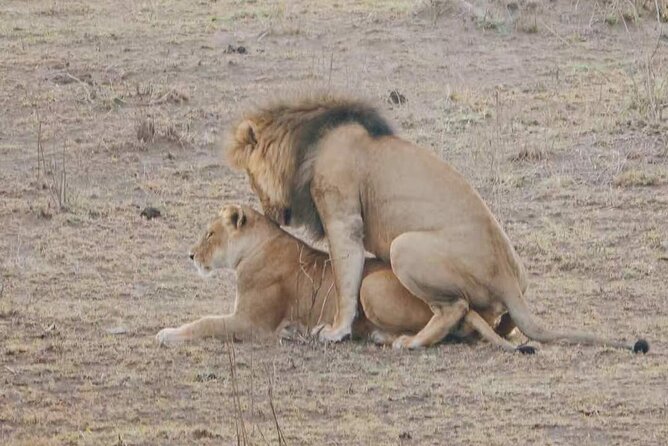5-Day Private Classic Safari Tour of Ngorongoro and Serengeti - Gratuities and Park Fees