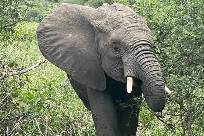 5 Day Private Kidepo Valley Park Safari in Uganda - The Sum Up