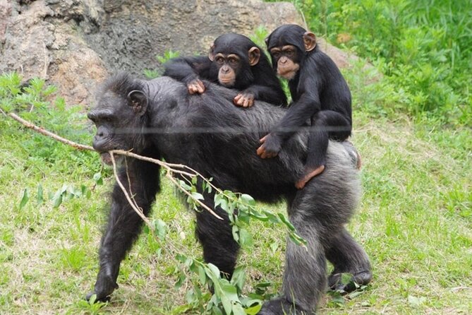 5-Day Private Tour of Kibale and Bwindi Impenetrable National Park - Day 3 Itinerary