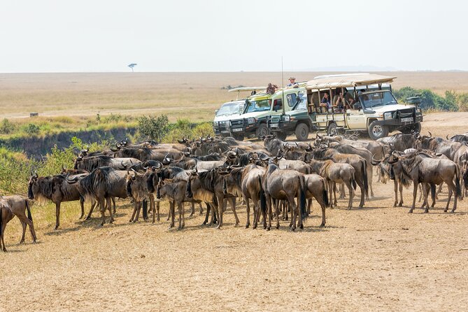5-Day Safari Tour With Kilimanjaro Day Hiking in Tanzania - Day 3: Ngorongoro Crater Adventure