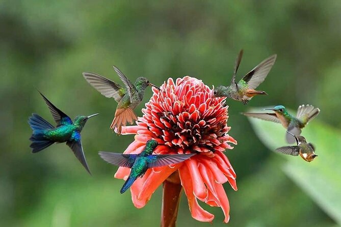 5 Day Tour to Discover Tourist Places in Ecuador - Meal Options During the Tour